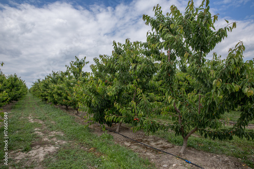 Cherry trees . A group of red cherries trees on Azerbaijan in Summer