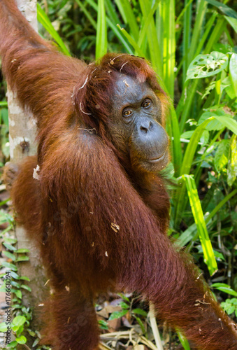 A female Orangutan standing next to a tree in Borneo