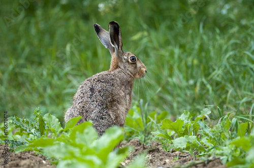 Brown hare (lepus europaeus) in field of sugar beet