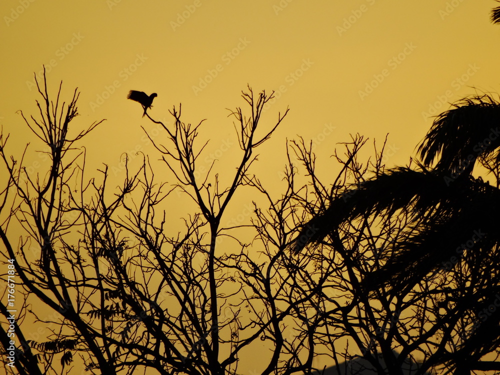 Obraz premium Sunset