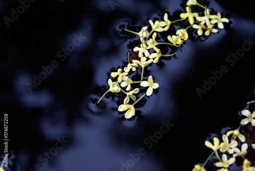 Osmanthus on Water