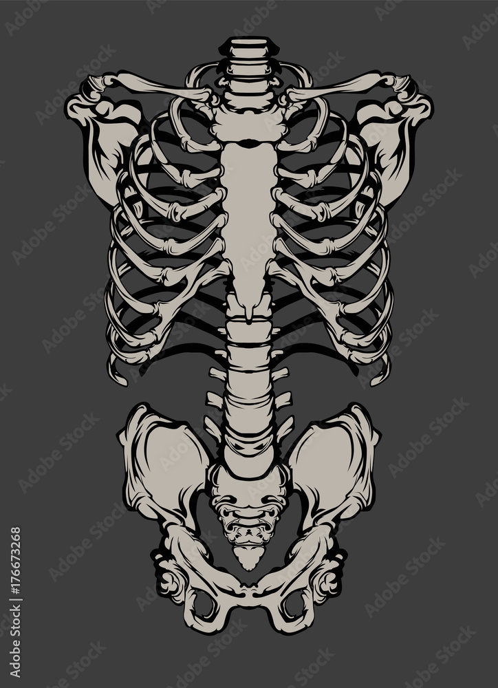 Hand drawn line art anatomically correct human ribcage. White over ... Biology Diagrams