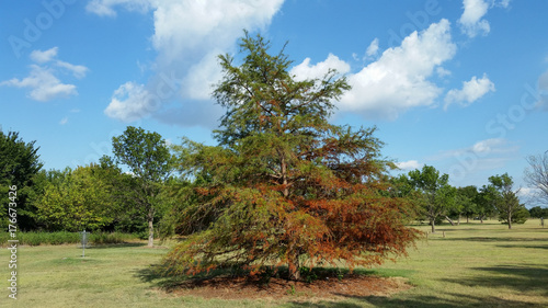 Autumn Colored Cedar Tree photo