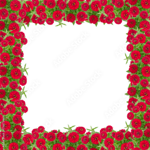 Zinnias flower frame isolated on white background, Red flower blooming with leaf