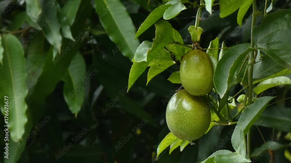 4K Fresh unripe passion fruit on nature wood High vitamin and nutrition Organic Tropical fruit for best health food with copy space 4K Fresh unripe passion fruit on nature wood High vitamin and nutrition Organic Tropical fruit for best health food with copy space