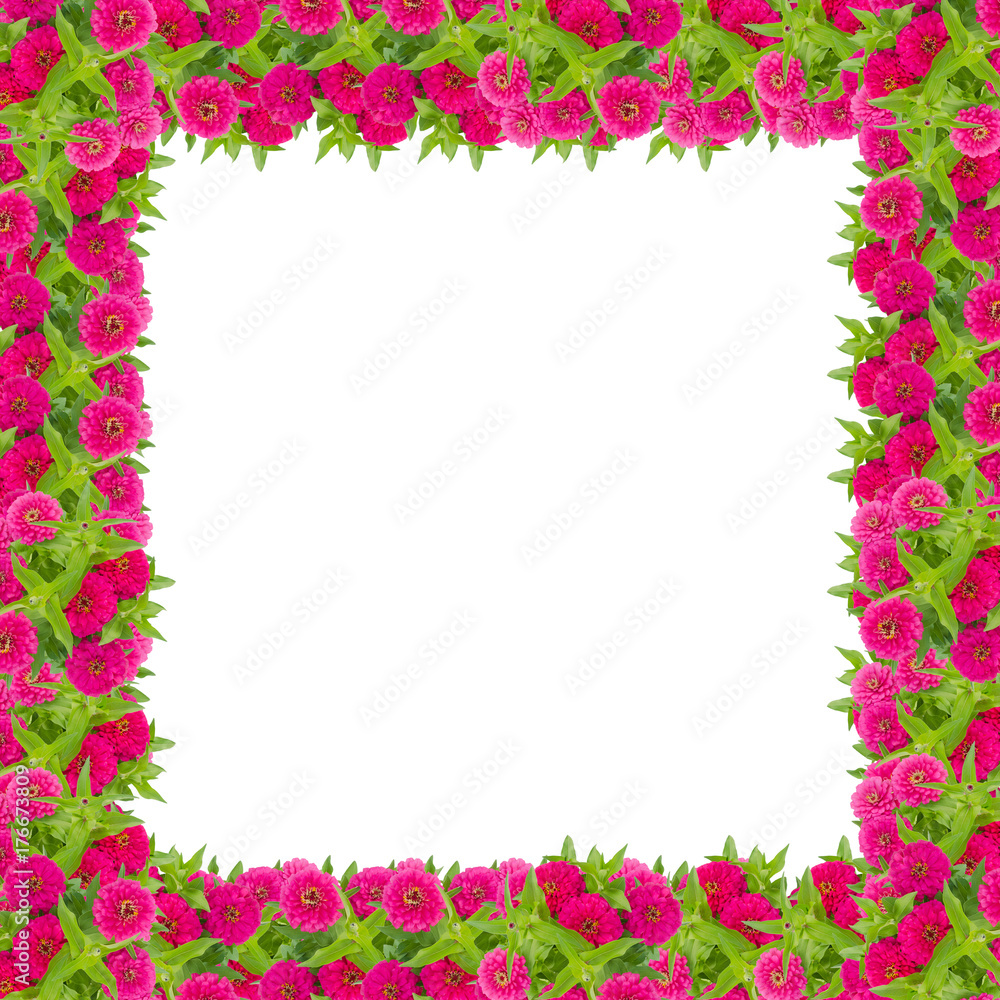 Zinnias flower frame isolated on white background, Pink flower blooming with leaf Zinnias flower frame isolated on white background, Pink flower blooming with leaf