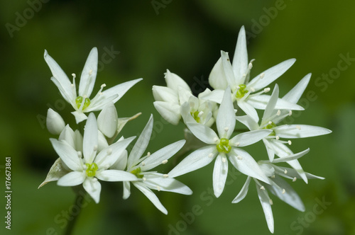 Wild Garlic flowers (Allium ursinum)