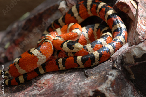 Lampropeltis pyromelana