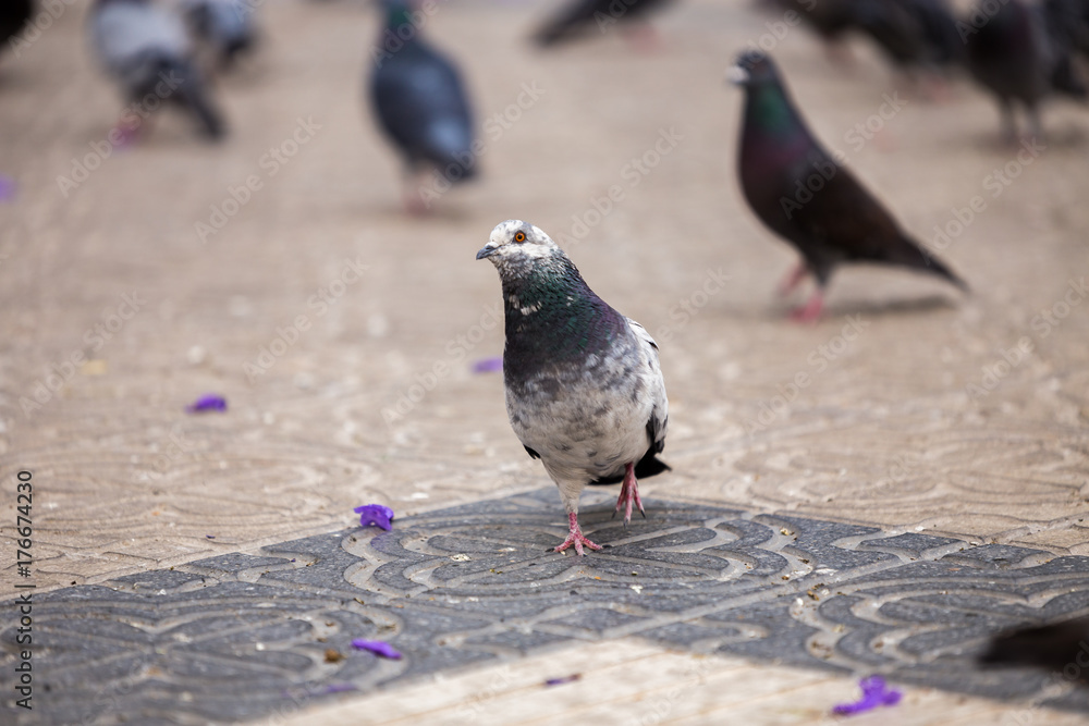 Obraz premium Pigeon Out For A Walk