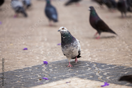 Pigeon Out For A Walk