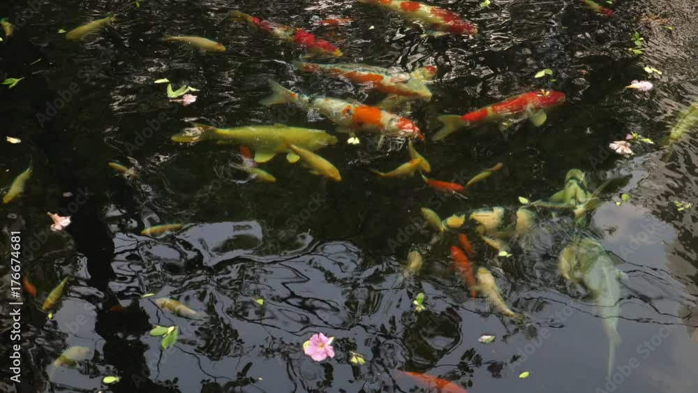 Koi Fishes In Pond. 4K. Koi Fishes In Pond. 4K.