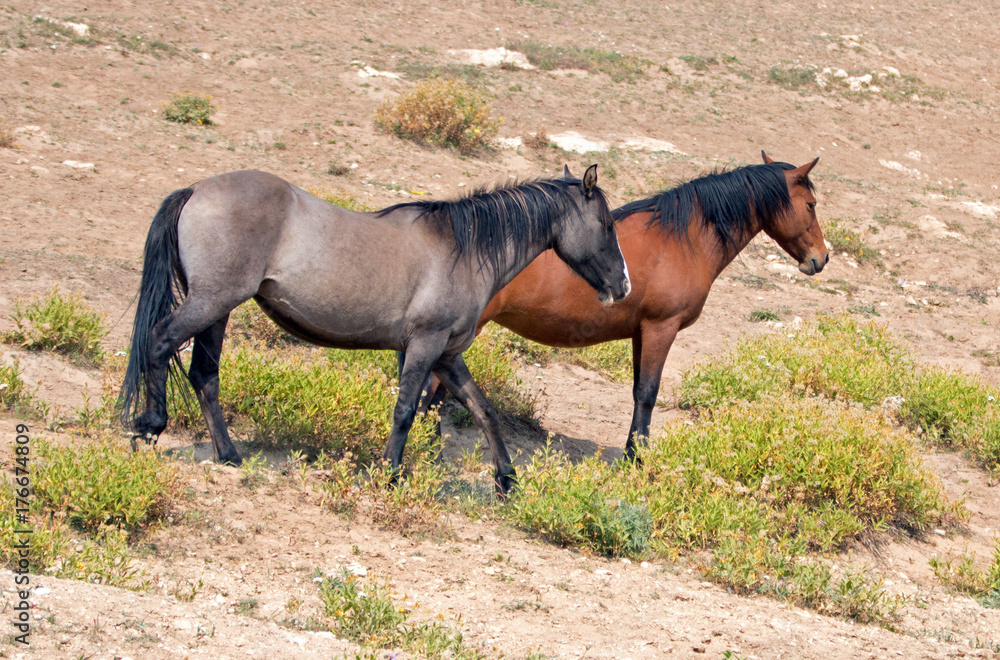 Gray Silver Grulla stallion and Bay mare wild horses in the Pryor Mountains Wild Horse Range in Montana United States Gray Silver Grulla stallion and Bay mare wild horses in the Pryor Mountains Wild Horse Range in Montana United States