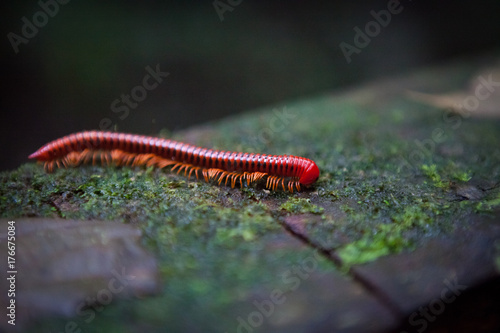 Red millipede in Gunung Mulu national park Borneo Malaysia photo