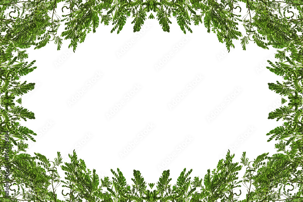Fototapeta premium Tree branch border frame for background with space for your design image or text