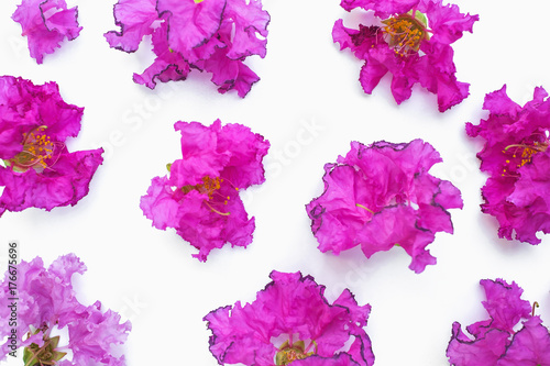 Pink petal of Lagerstroemia...