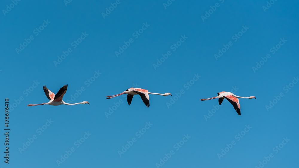 Fototapeta premium Greater Flamingo, three pink birds flying in blue sky