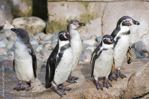 Humbolt penguins (Spheniscus humbolatti)