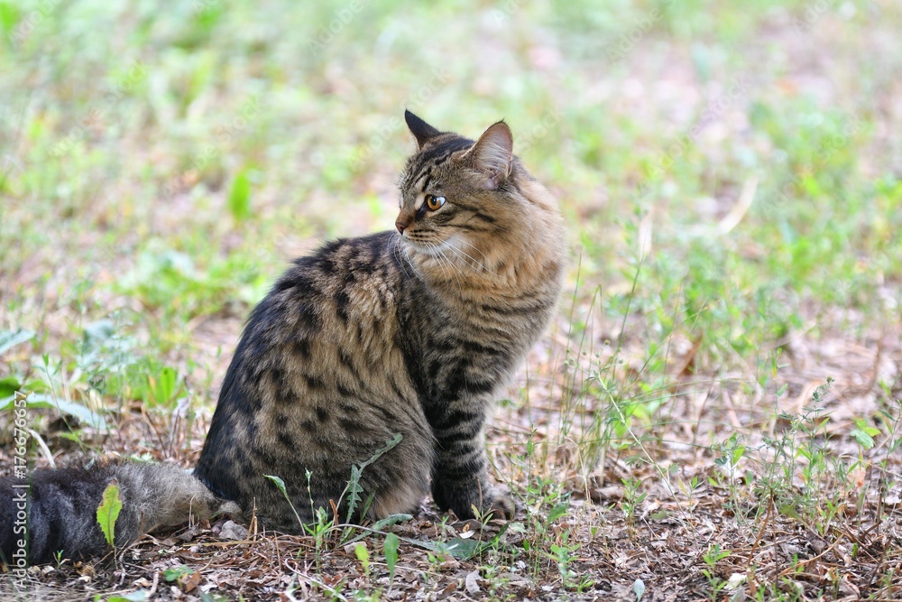 Siberian cat breed Siberian cat breed
