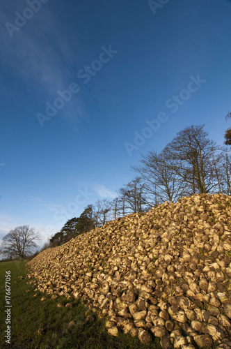 Pile of sugar beet in winter