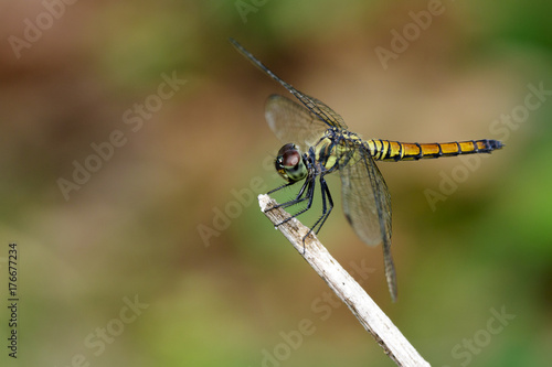 Image of trithemis aurora dragonfly(female) on nature background. Insect Animal © yod67