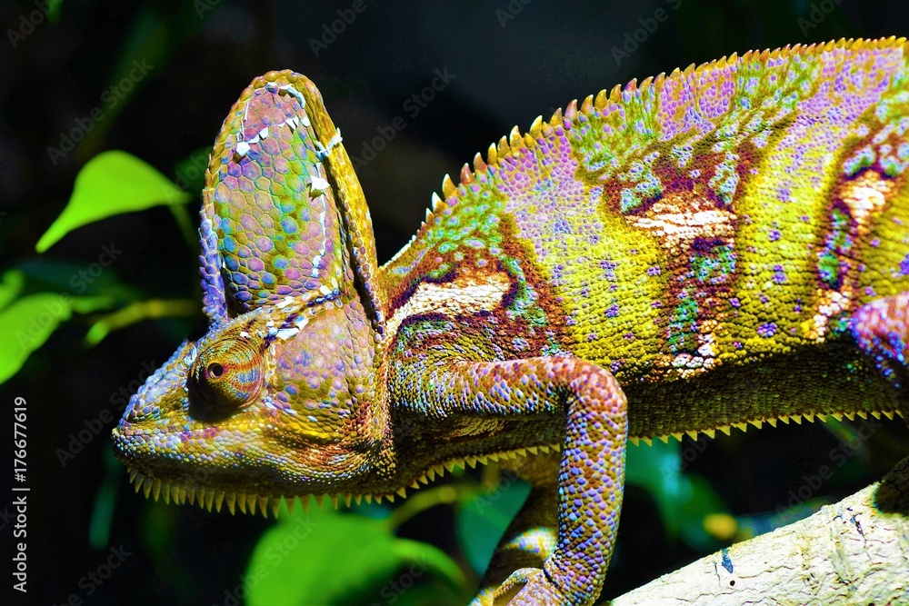 Obraz premium Chameleon