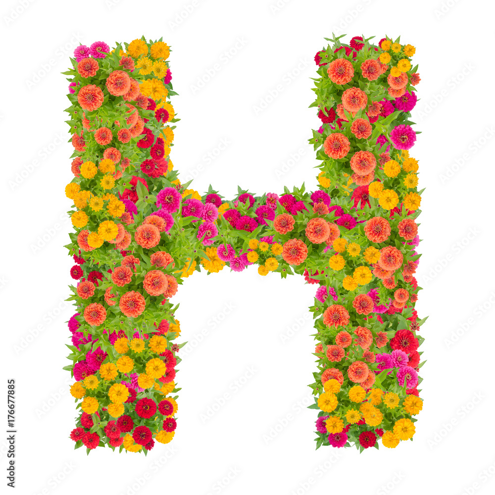 Letter H alphabet made from zinnia flower ABC concept type as logo