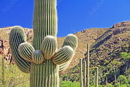 Saguaro Cactus with Mount Lemmon in the background in Tucson, Arizona, USA in the Santa Catalina Mountains located in the Coronado National Forest with blue sky copy space.