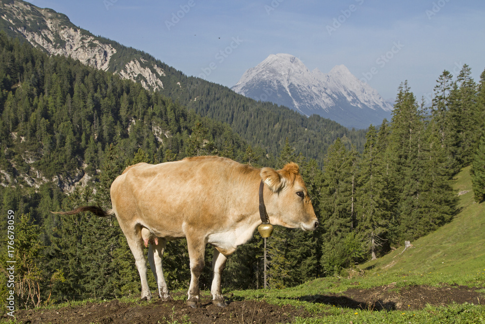 Sommer auf der Alm