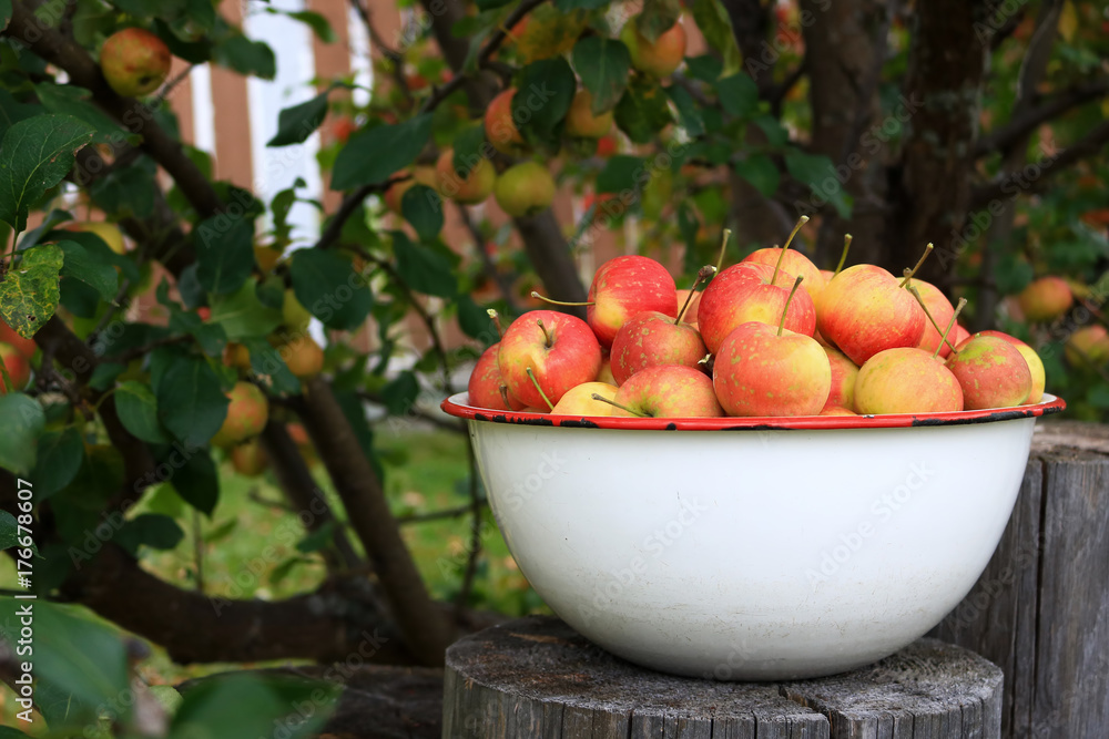 Delicious organic crab apples in an antique bowl under a apple tree Delicious organic crab apples in an antique bowl under a apple tree