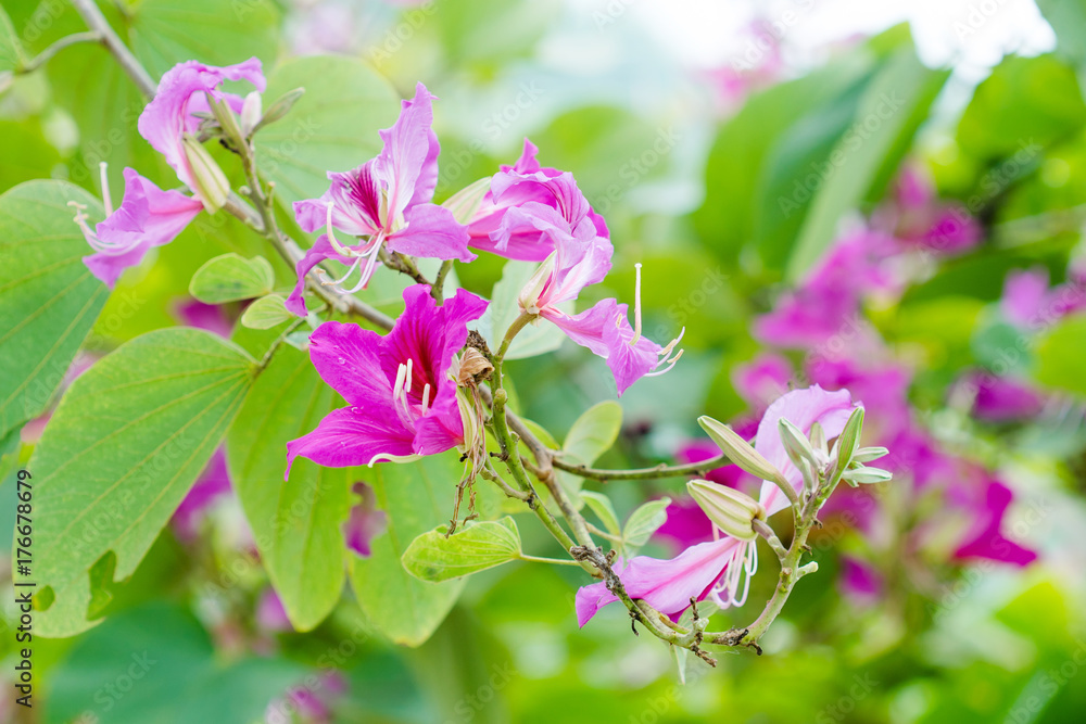 Closed up pink flower (Bauhinia purpurea or Butterfly Tree , Orchid Tree )