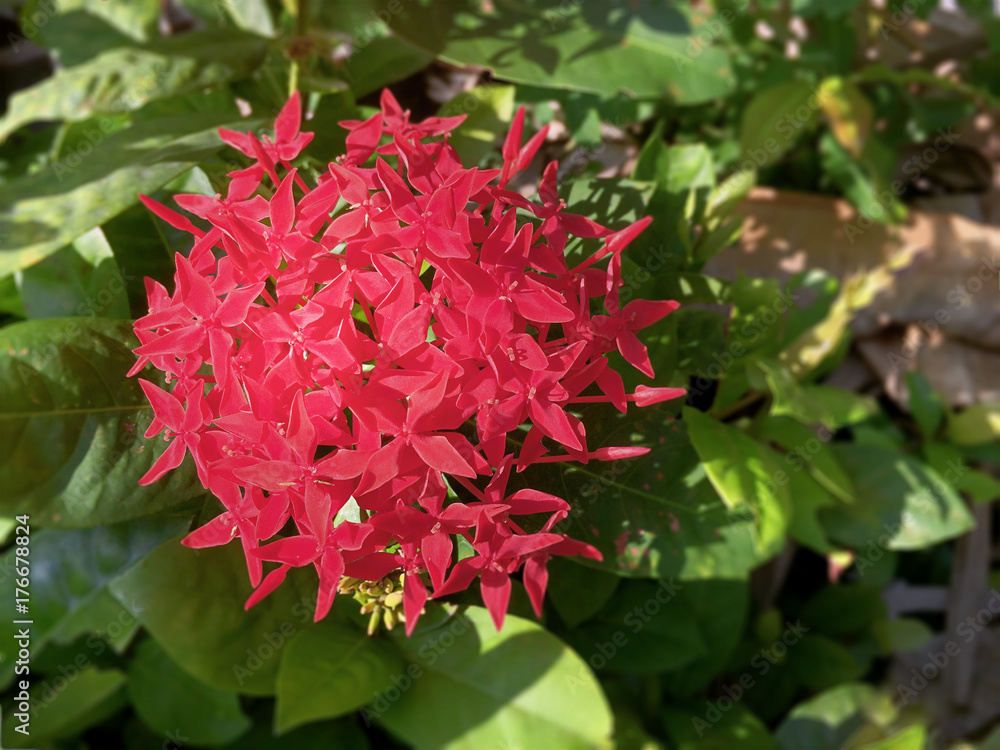 Closeup Red Ixora Flower with Green Leaves Background Closeup Red Ixora Flower with Green Leaves Background