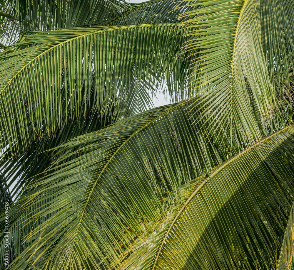 Fototapeta premium background of green coconut palm leaf on white sky background
