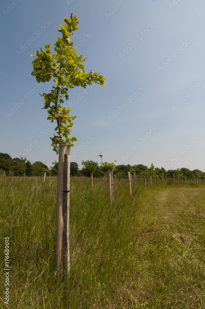 Oak trees (Quercus Rober) planted by conservation trust