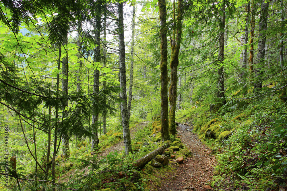 a picture of an Pacific Northwest forest trail a picture of an Pacific Northwest forest trail