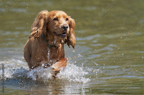 Happy Sprocker dog running through river
