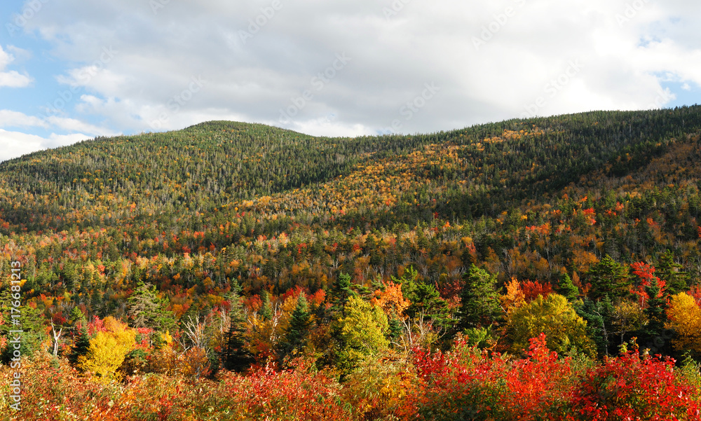 autumn mountain forest with colorful trees