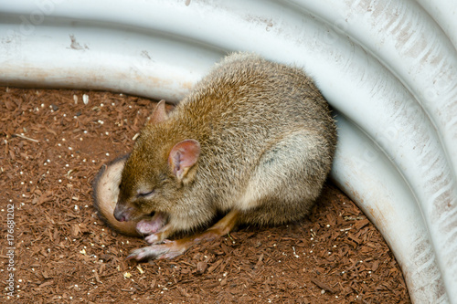 Bettong photo