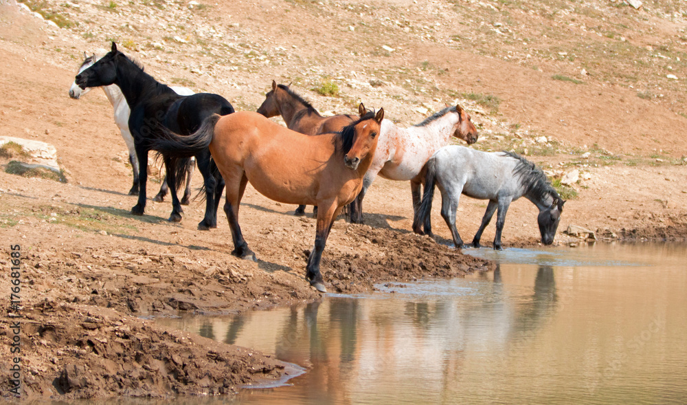 Red Roan stallion in the waterhole with herd of wild horses in the Pryor Mountains Wild Horse Range in Montana United States Red Roan stallion in the waterhole with herd of wild horses in the Pryor Mountains Wild Horse Range in Montana United States