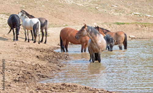 Red Roan stallion in the waterhole with herd of wild horses in the Pryor Mountains Wild Horse Range in Montana United States