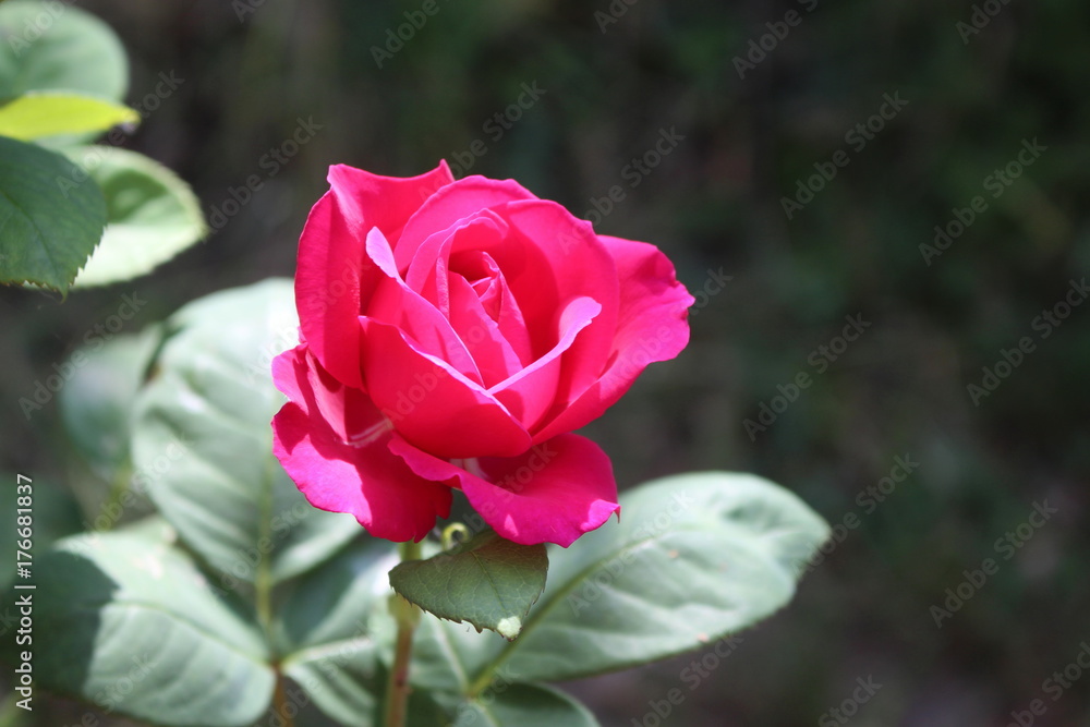 Closeup beautiful red rose, photographed in the organic garden with blurred foliage. Free place for text. One blossoming pink red. Open rose for card Closeup beautiful red rose, photographed in the organic garden with blurred foliage. Free place for text. One blossoming pink red. Open rose for card