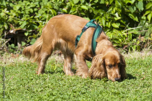 Obraz na plátně Sprocker sniffing ground