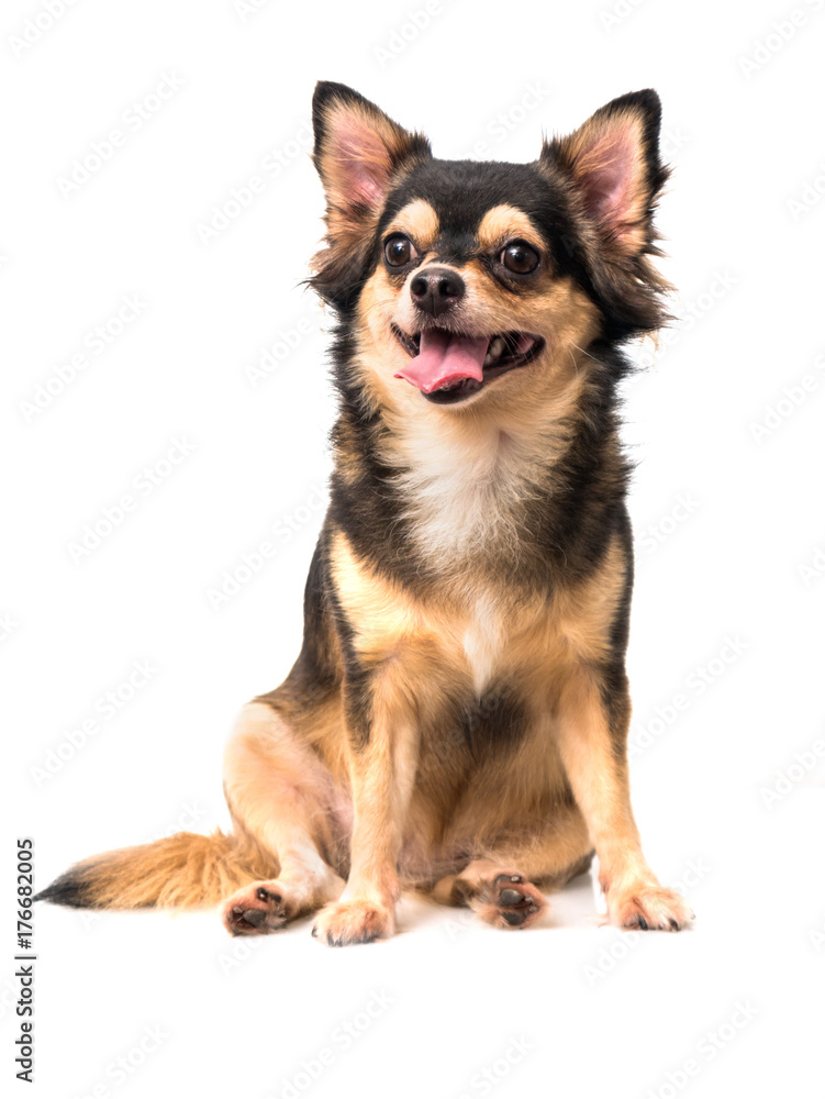 Chihuahua siting on white background