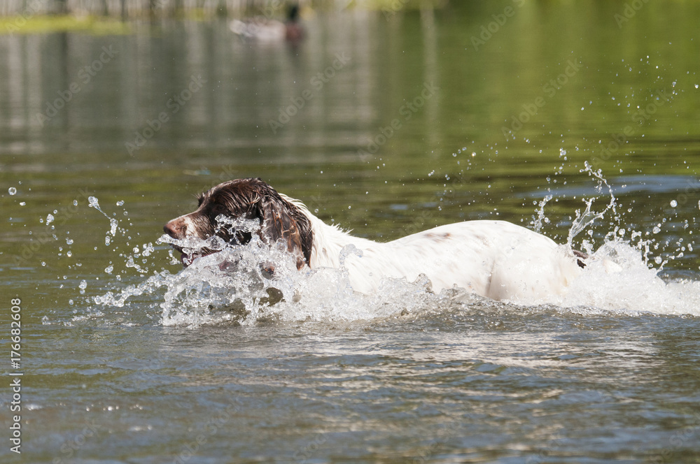 Fototapeta premium Springer spaniel in water