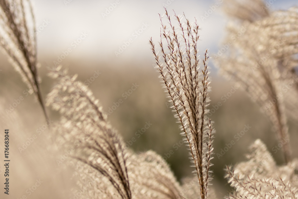 Fototapeta premium すすき草原