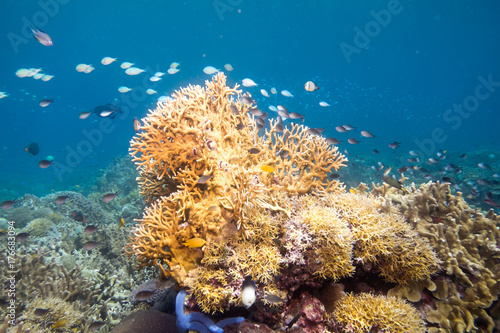 Philippines underwater fish scuba diving