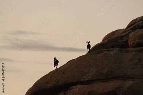 Desert Bighorn Sheep standing on a rock at Dawn