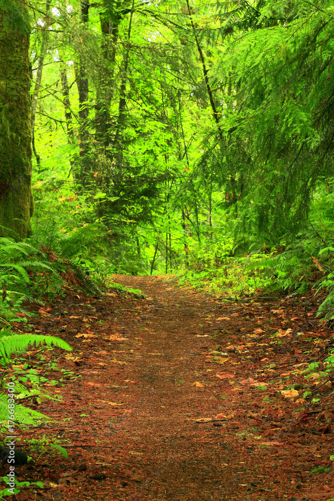 a picture of an Pacific Northwest forest trail a picture of an Pacific Northwest forest trail