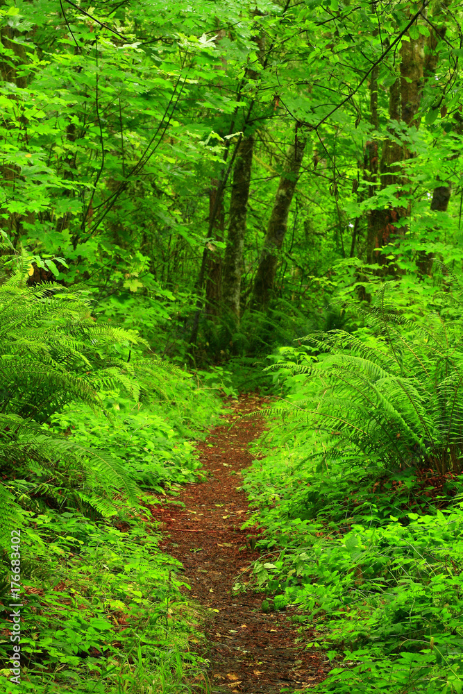 a picture of an Pacific Northwest forest trail a picture of an Pacific Northwest forest trail