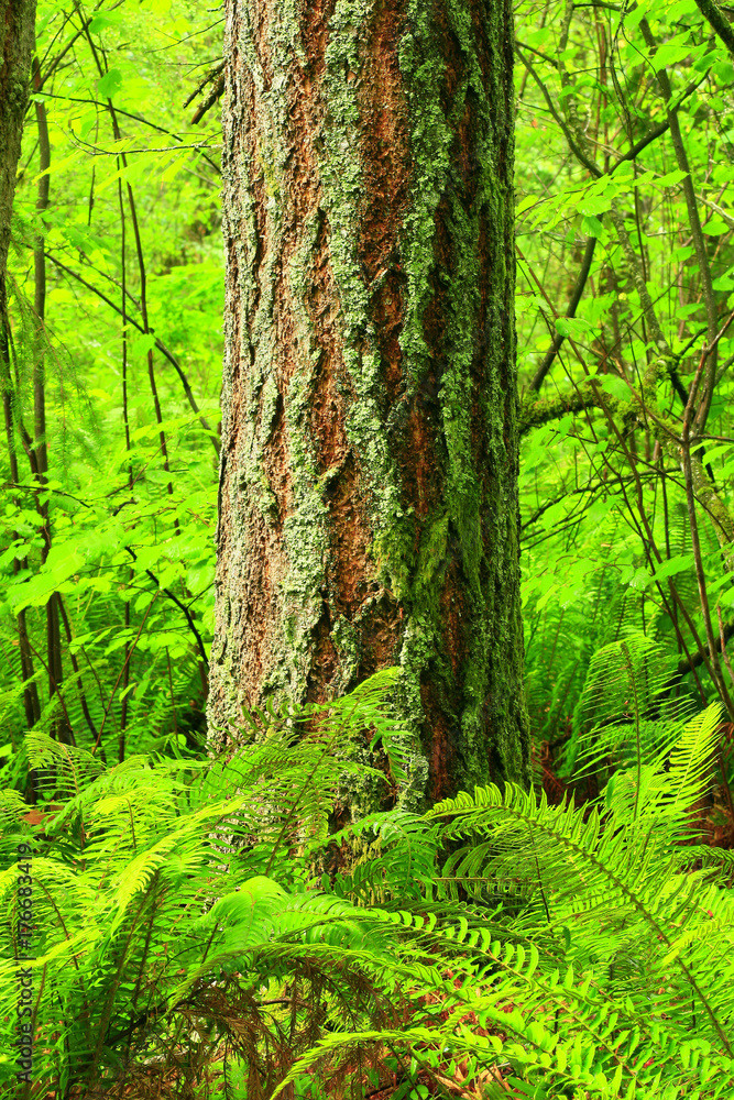 a picture of an Pacific Northwest old growth Douglas fir tree a picture of an Pacific Northwest old growth Douglas fir tree