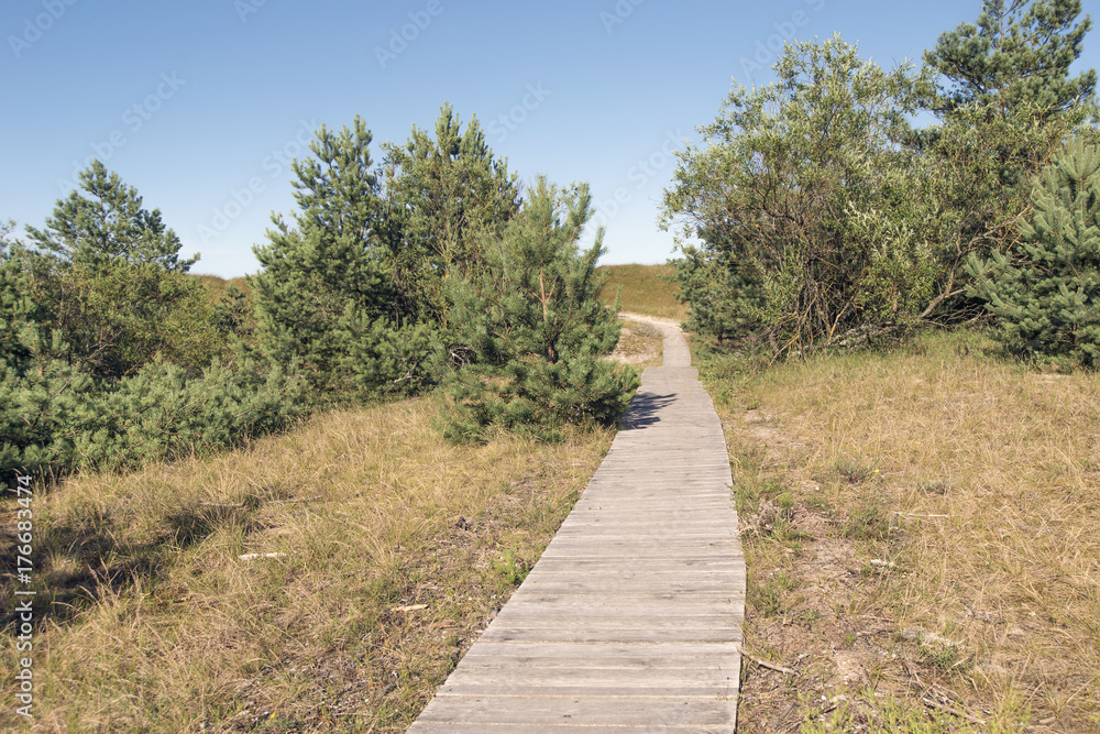 wooden path in forest wooden path in forest